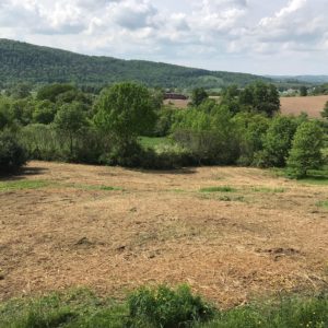 After Mulching- Sherburne, NY
