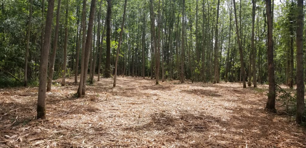 Selective Lot Clearing- Skaneateles, NY