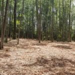 Selective Lot Clearing- Skaneateles, NY