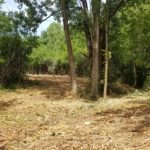 Lot & Trail Clearing- Skaneateles, NY