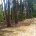 After Mulching- Camden, NY