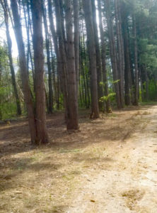 After Mulching- Camden, NY